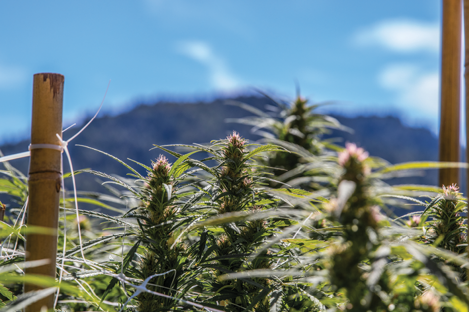 How Can California's New Legal Marijuana Market Move Forward?